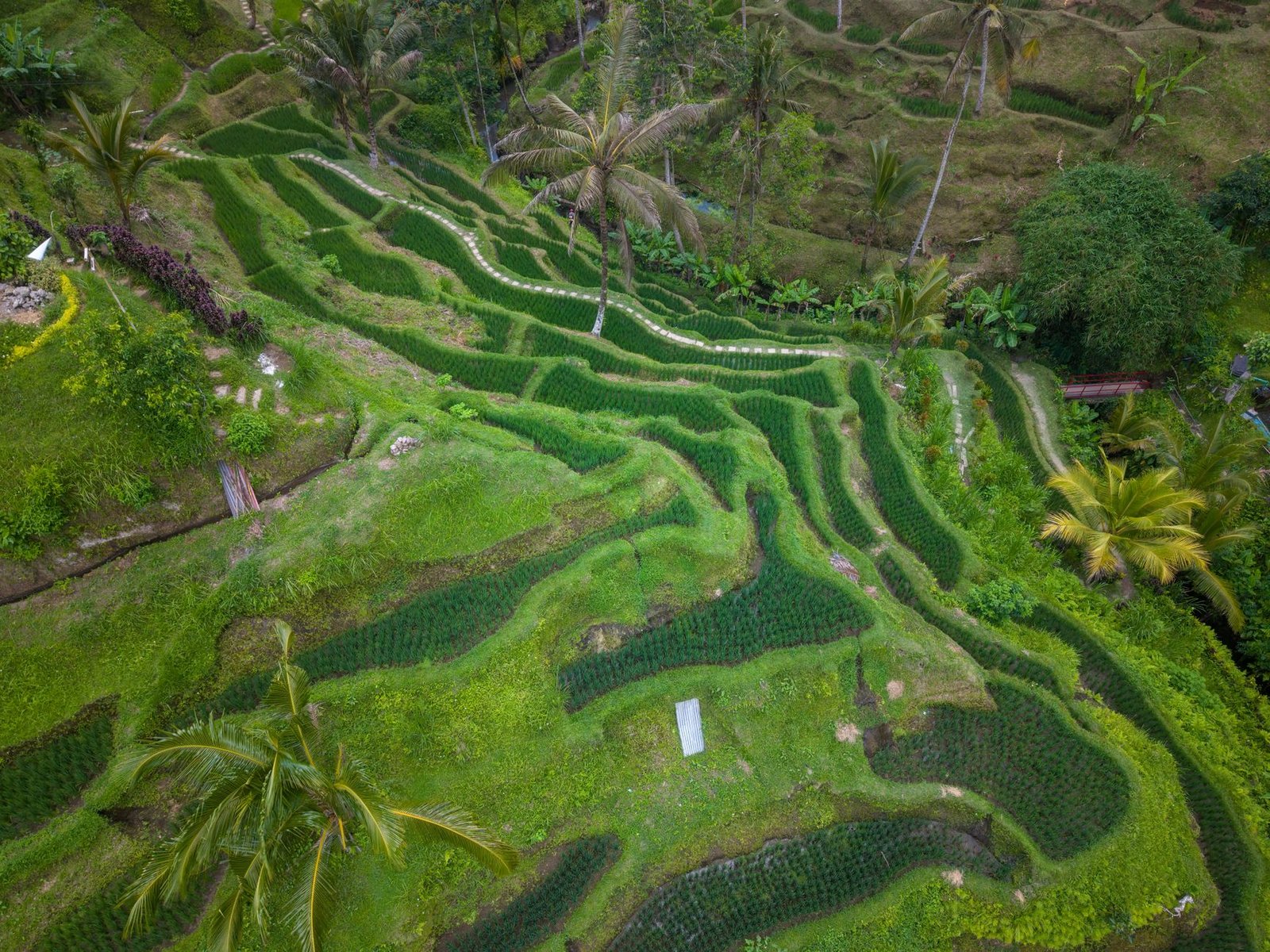 Bali Wellness Retreat