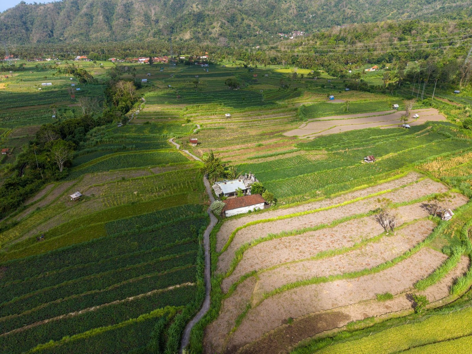 Bali Cooking & Market Tour